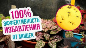 Мошки на цветах почему появляются и как вывести. Как бороться с мошками на цветах?