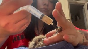 выкармливание птенцов голубей/горлиц, через зонд