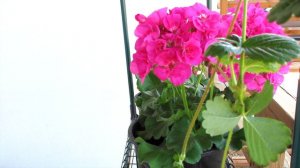 Good Morning, Sunny SUNday in May, Pelargonia/ Pelargonium, 4K