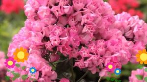 Флокс метельчатый Бутоник (Бутоник). Краткий обзор, описание характеристик, где купить саженцы