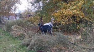 Пять моих козлов. Воняют ли Нубийские козлы и их миксы.