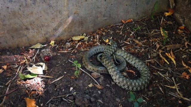 Дети поймали ужа смотреть онлайн