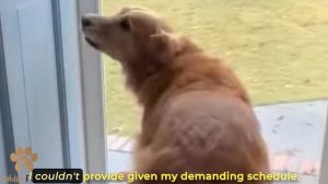 Every Night, the Mutt Comes to the Restaurant's Doorstep and Waits Patiently She's Still Hopeful