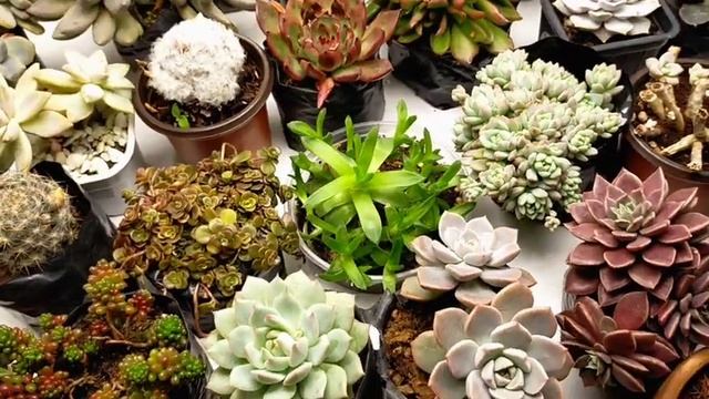 LED Growlights for Succulents Set-up || Indoor Plants in growlights; Okay ba? Matipid sa kuryente?