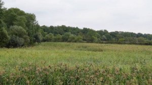 Звуки болота