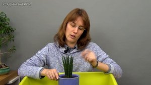 Сансевиерия цилиндрическая. Посадка и уход.