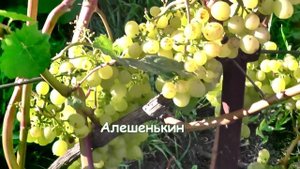 Виноград для Кузбасса, сорта которые мы выращиваем