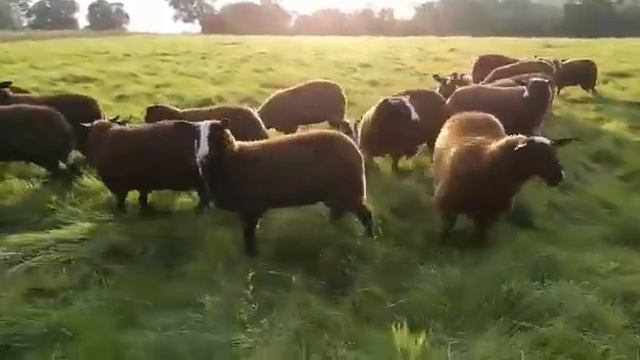 ЛУЧШАЯ ПОРОДА ОВЕЦ ЦВАРТБЛЕС