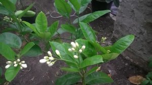 Лимон Киевский крупноплодный (обзор)