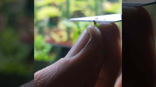 Runt, mystery seedlings from R. Hipp. grafted to pere. смотреть онлайн