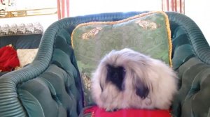 Санрайз Драгон ВЕЛИКОЛЕПНЫЙ САПФИР - рукавный пекинес