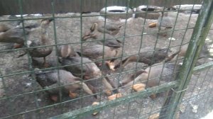 Содержание гусей. Кормление гусей. Гуси кубанской породы. 07.01.2020.