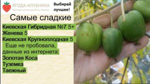 Самая сладкая и крупная Актинидия на весну 24 г