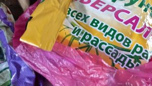 Можжевельник китайский, лёгкий способ укоренения черенков!