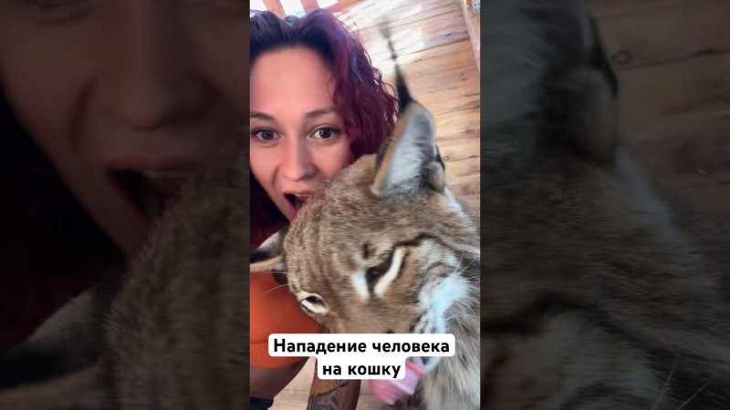 Кисточки у рыси для того, чтобы ласковой быть, а не то, что вы подумали #кот #дикая_кошка #рысь #paz