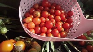 КАРЛИКОВЫЙ ТОМАТ ПИНОККИО.  ВИДЕООБЗОР Ольги Черновой 30 июля.