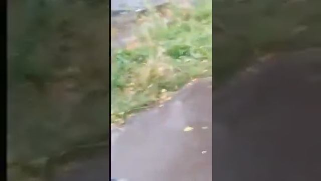 Бедный зонтик смотреть онлайн