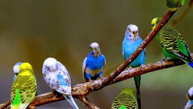 Budgie Sounds (3 Hours) смотреть онлайн