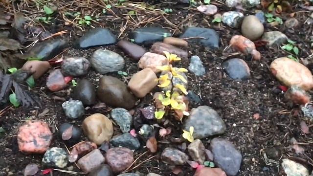 ???Обзор моего цветника в ноябре ?Цветущие верески??? смотреть онлайн