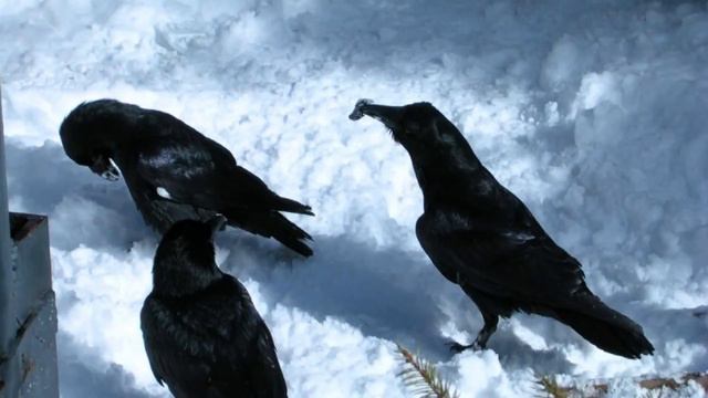 Подкармливая ворон, он и не подозревал, какой таинственный дар они ему преподнесли! смотреть онлайн