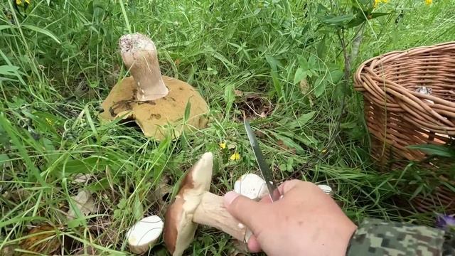❗ГРИБЫ ПОПЁРЛИ в ПОДМОСКОВЬЕ 13 ИЮЛЯ 2023?МОРЕ ПОДОСИНОВИКОВ!?ГРИБНИК в ШОКЕ!