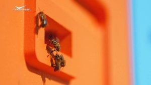 Медовый месяц фермеров. Агрокурьер