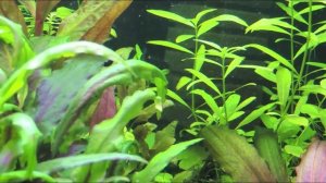 Гигрофила многосеменная(Hygrophila polysperma)