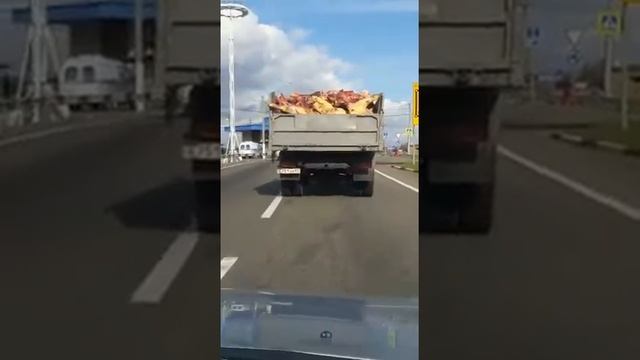 Транспортировка мяса, что попадает на прилавки. Краснодарский край, богатый край, мясо возят так!