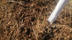 Плодовые деревья весной :чем подкормить и удобрить.