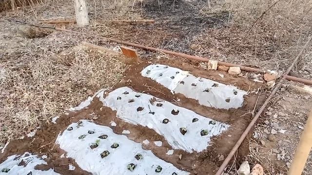 Клубника, как рассадить клубнику.
