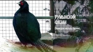 ФЛОРА ФАУНА   РУМЫНСКИЙ ФАЗАН