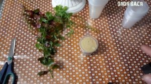 АКВАРИУМНЫЕ РАСТЕНИЯ! ПОСАДКА АКВАРИУМНЫХ РАСТЕНИЙ  В ЗЕМЛЮ! САЖАЕМ АКВАРИУМНЫЕ РАСТЕНИЯ В ГОРШОЧКИ!