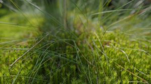 Туда и обратно. Приключения натуралиста. Усть-Тосненская, пригород Спб. #ThereAndBackAgain