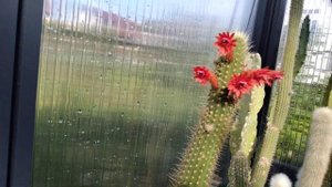 Столбовидные кактусы.Эриоцереус Юсбертии цветет огромным цветком..