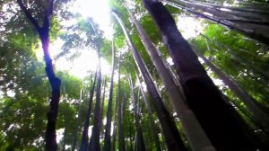 Amazing walk through the Bamboo Forest of Arashiyama - Kyoto