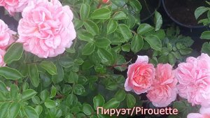 Piruet (Пируэт) плетистые розы - питомник роз "Розы от Татьяны"