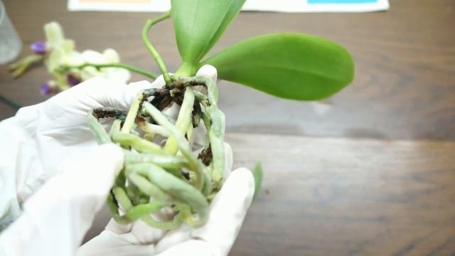 ПЕРЕСАДКА орхидеи-микро из ЛЕРУА смотреть онлайн