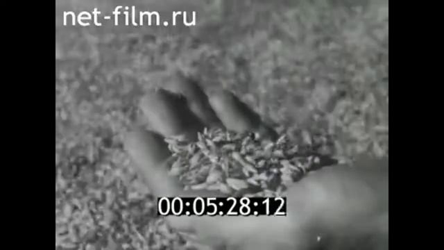 1976г. Суздаль. сельскохозяйственная опытная станция. Владимирская обл смотреть онлайн