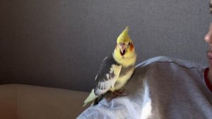 Птенец кореллы поёт