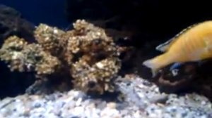 цихлидник на 300 литров