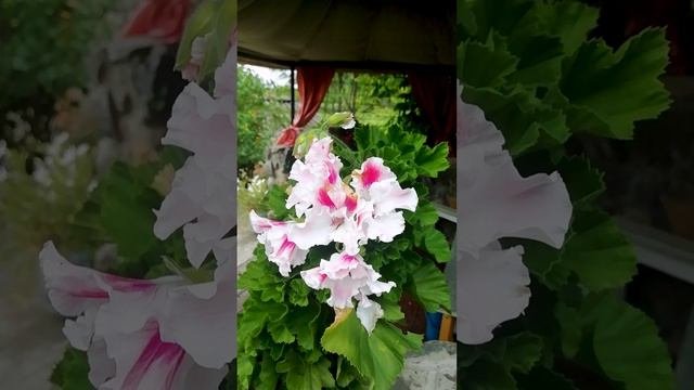 Герань королевская или Пеларгония Cherie.?