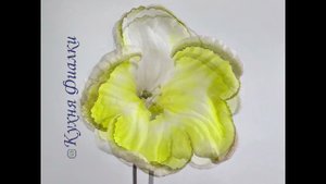 DS-Gold. Стрептокарпус