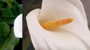 Как сохранить каллы зимой: тонкости для поклонников экзотических цветов