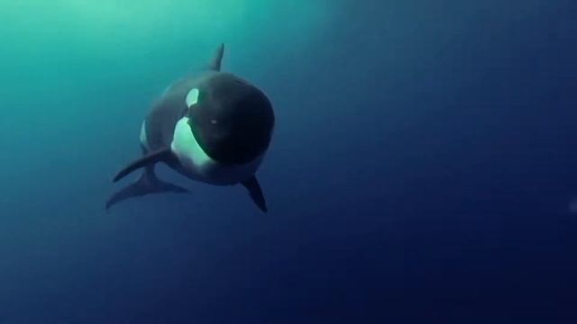 Learn Sea Animals and Zoo Animals Names For Children with Orange Crab and Full of Pink Pool смотреть онлайн