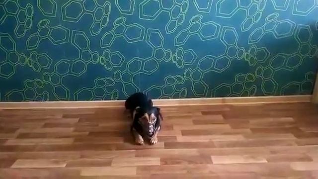 Дрессировка собак в Барнауле. Второй уровень команды лежать.