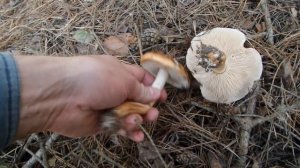 R Хвойный лес гриб Рядовки или Свинушки? Coniferous forest mushrooms Ryadovki or Svinushki? 2020102