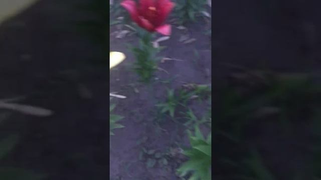 ла гибридная лилия Эль Диво смотреть онлайн