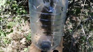 Проверяем пчел через 7 дней после заселения. Пластиковое или бутылочное пчеловодство на практике