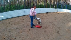 Подросток лабрадор на первом занятии. 06.06.18