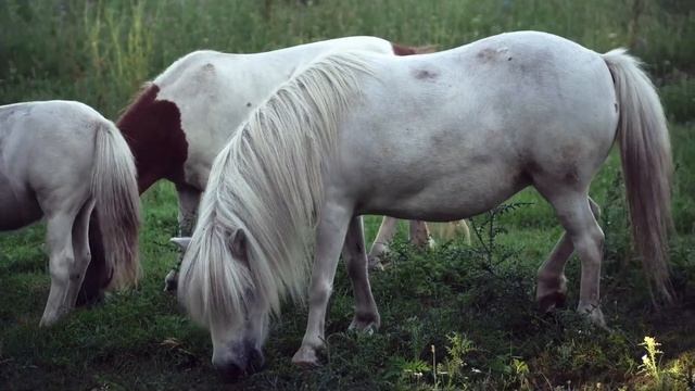 Звуки разных животных
